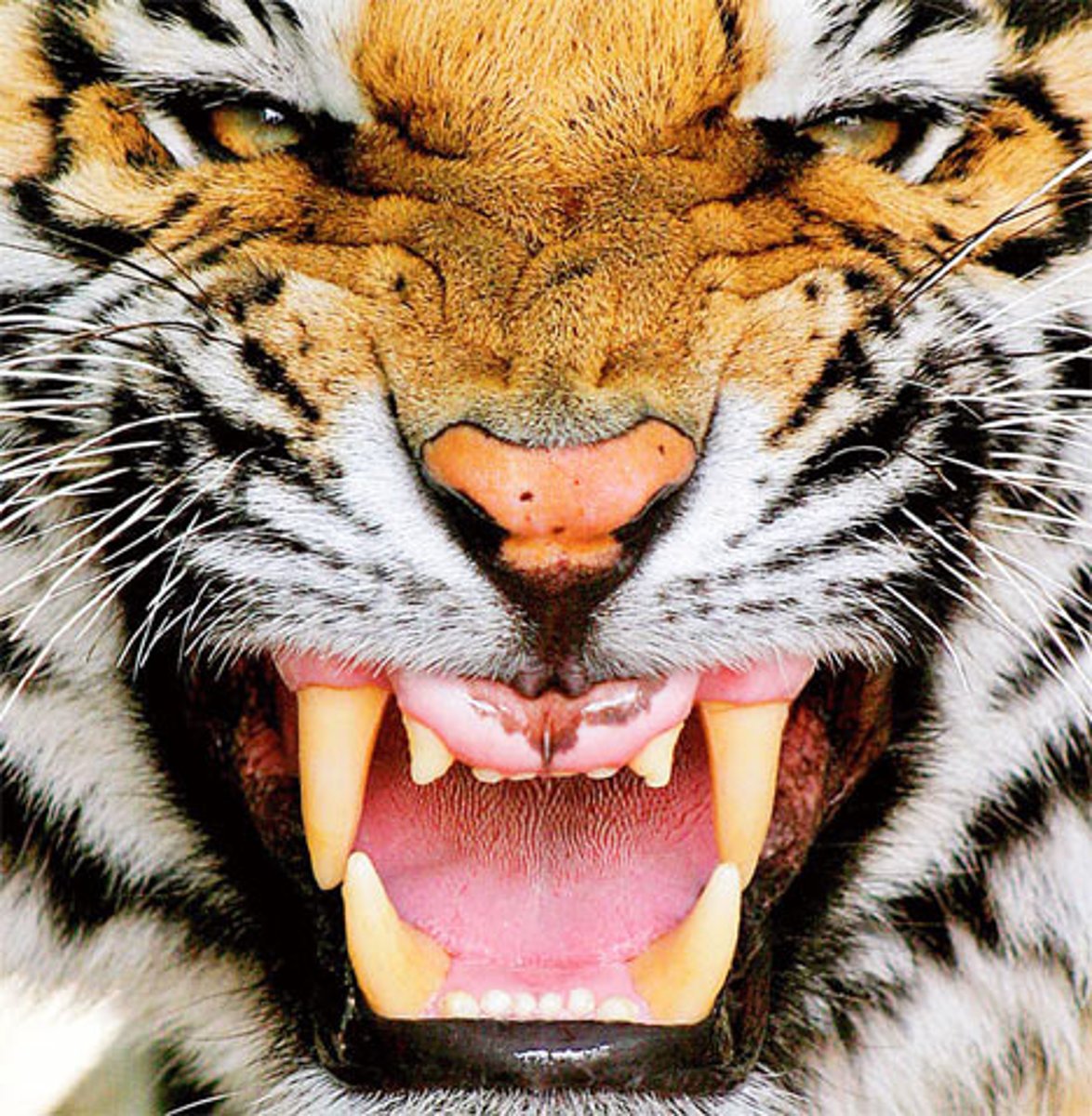 <p>fierce, ferocious</p>