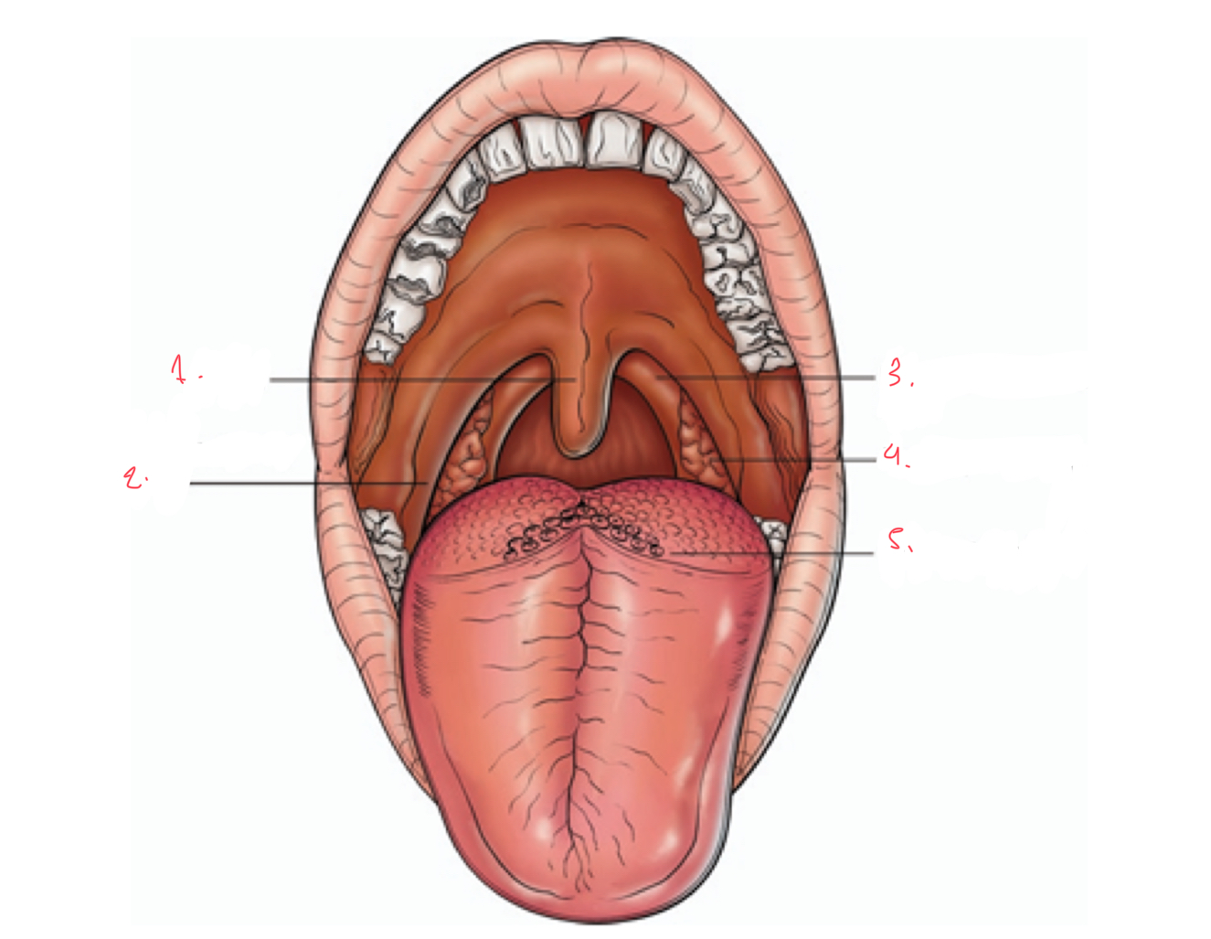 <p>label the following parts of oral cavity</p>