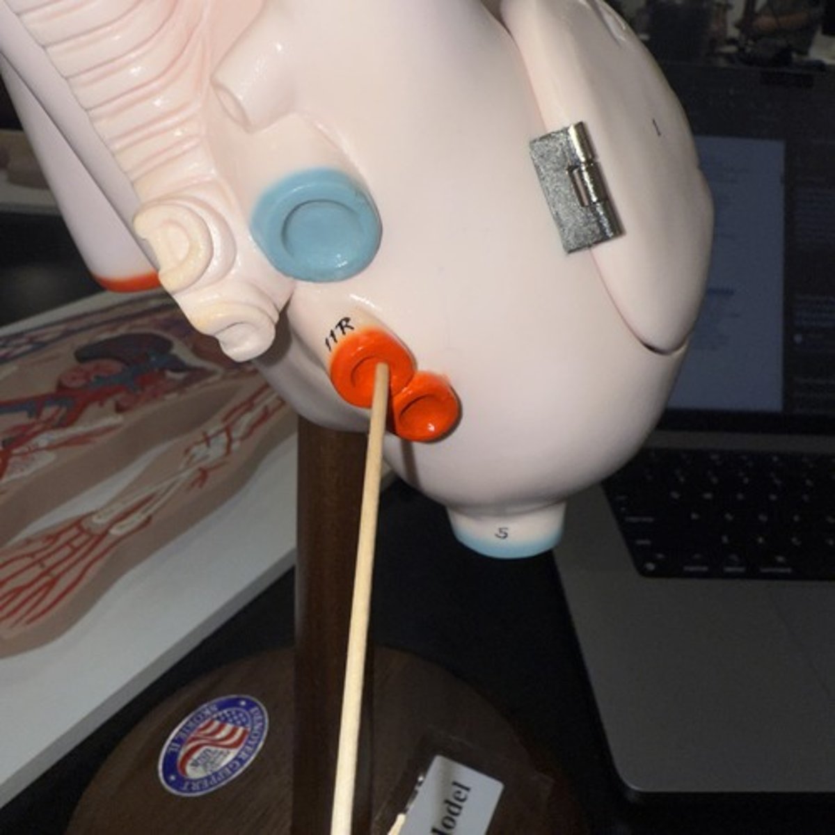 <p>Identify the structure.</p>