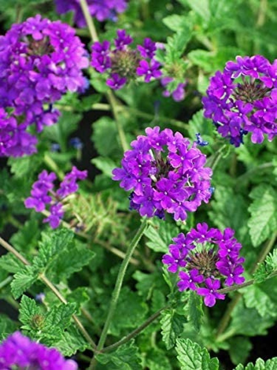 <p>special notes: not reliable evergreen; groundcover or edging</p><p>square stem; cascading habit; pubescent stem;</p><p>leaves: teeth around margin; ovate; opposite</p><p>blooms: 5 fused petals; elongated corolla tube;</p>