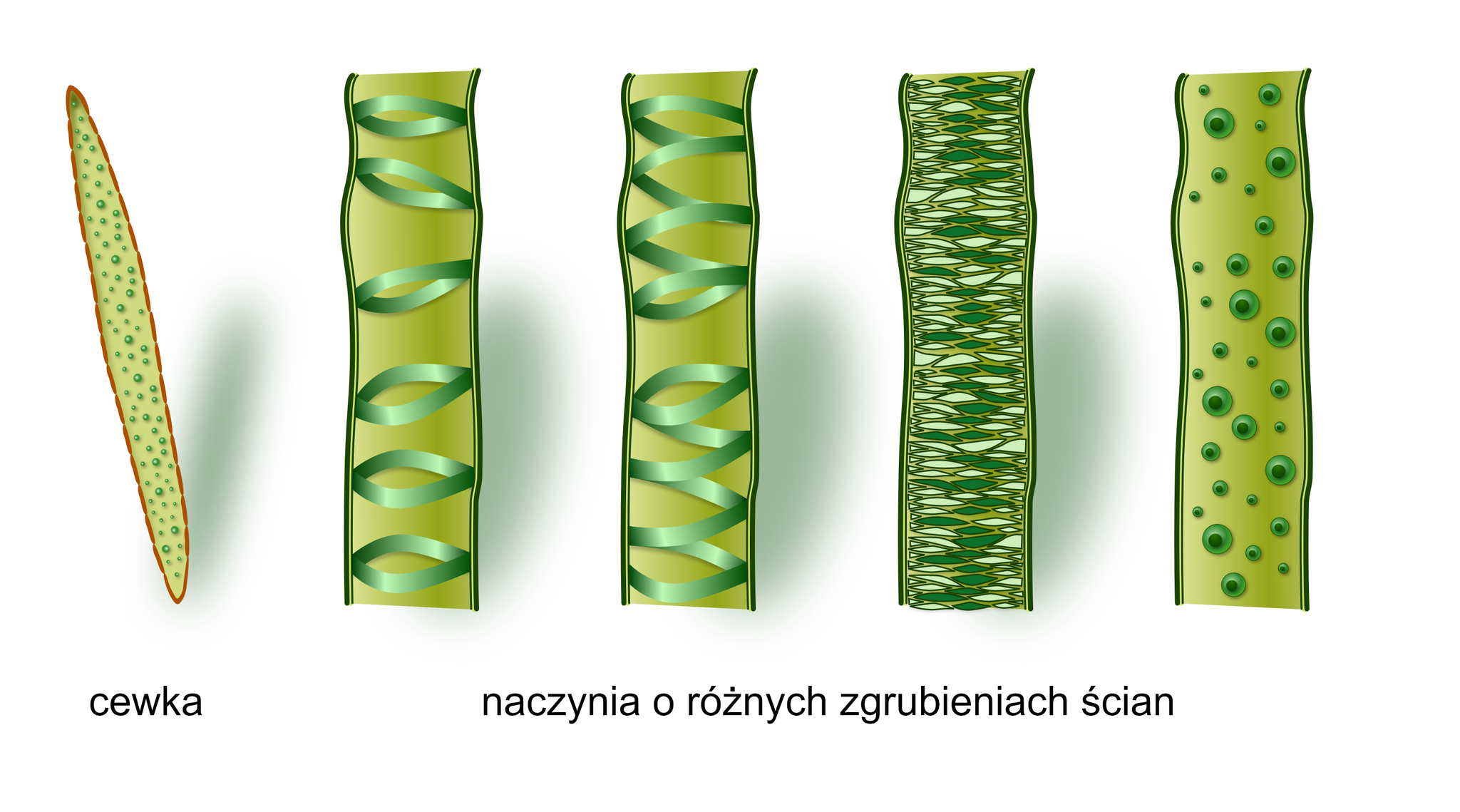 <ul><li><p>tkanka martwa, ściany wysycone ligniną </p></li><li><p>przewodzi wodę i sole mineralne </p></li><li><p>występuje w formie naczyń (okrytonasienne) i cewek (nagonasienne)</p></li></ul><p></p>