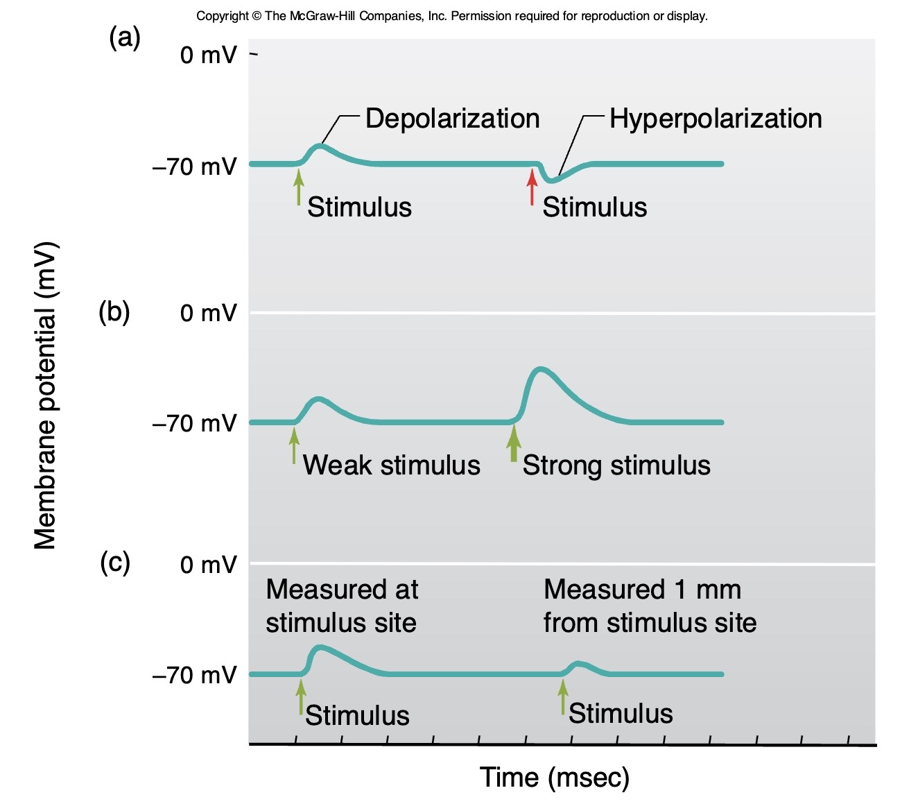 <p><strong>Graded</strong> <strong>Potential</strong> </p><p>→ which dissipates as it spreads </p><p>( when you measure it further away from the start it looks smaller ) </p>