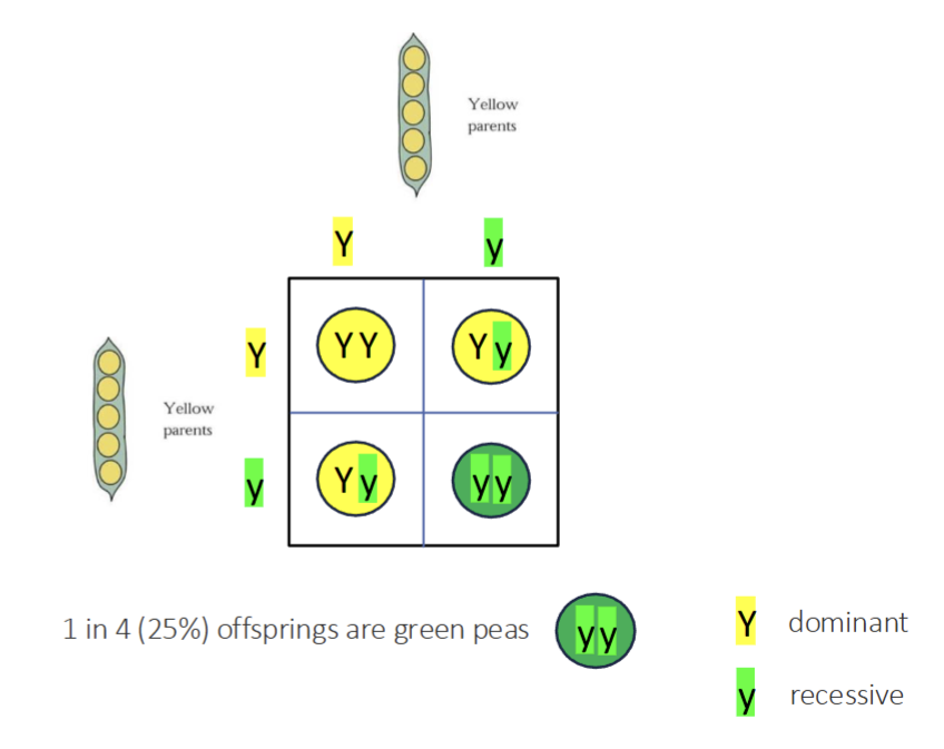 <p>Allele (y or Y)</p><ul><li><p>Dominant Allele: determines phenotype w/1 copy</p></li><li><p>Recessive Allele: determines phenotype w/2 copies</p></li></ul><p>Homozygous (yy or YY)</p><p>Heterozygous (Yy)</p><p></p>
