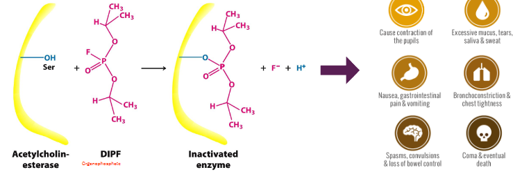 <p>the p covalently bonds to the o in ser, releasing F- and H+ → can’t be hydrolyzed or broken down so the dipf molec is stuck there and stops the enzyme from working<br>so deadly bc requires very low dose to kill (under 10mg)<br>causes pupil contration, excessive mucus, nausea, pain, vomiting, chest tighening, convulsions, etc</p>