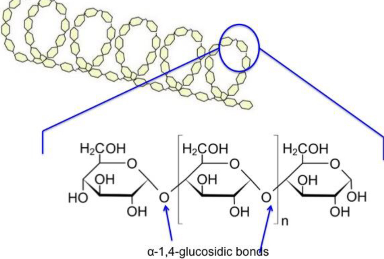 <ul><li><p><span style="color: red;"><mark data-color="yellow" style="background-color: yellow; color: inherit;">ą 1-4 glycosidic linkage</mark></span> (joins at carbon 1&4)</p></li><li><p><span style="color: red;"><mark data-color="yellow" style="background-color: yellow; color: inherit;">Straight chain that’s coiled </mark></span>(because of the angle the linkage forms at)</p></li></ul><p></p>