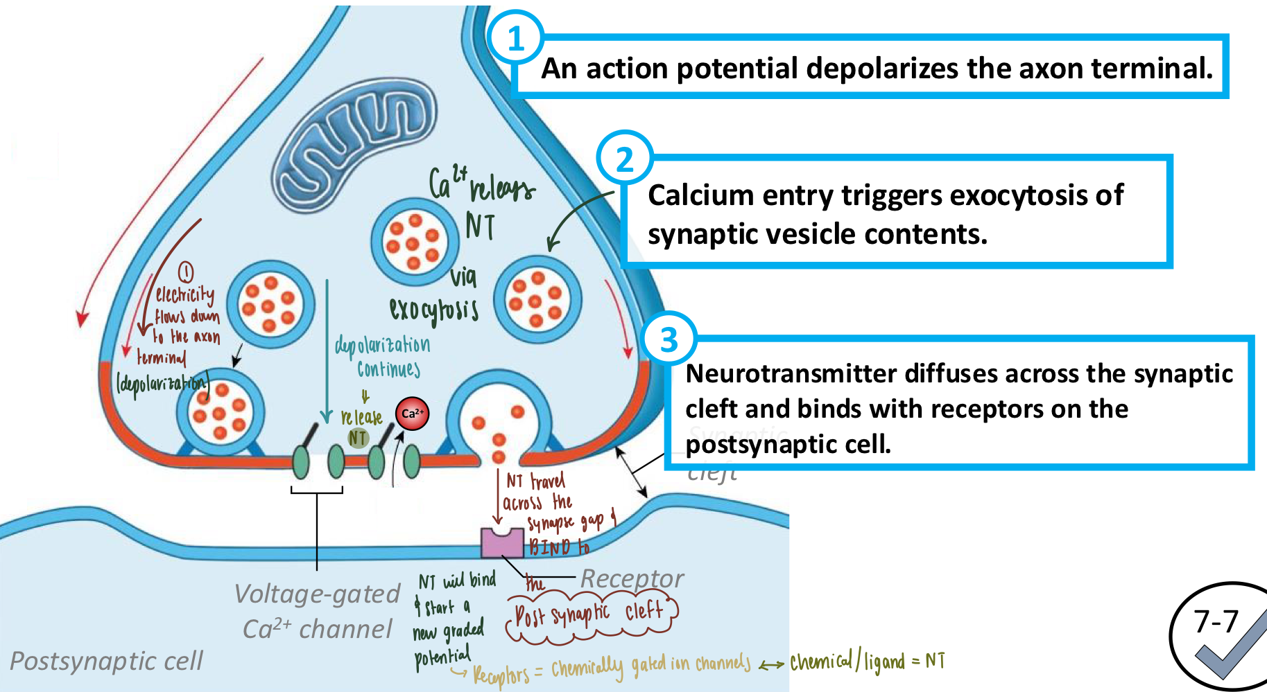 <ul><li><p><strong>Neurotransmitter</strong>: chemical released by axon terminals of neurons</p></li><li><p><strong>Action potentials trigger a release of neurotransmitters at the axon terminal</strong></p><ol><li><p>Action potential depolarizes the axon terminal</p></li><li><p>Ca<sup>2+</sup> ENTRY  (into the presynaptic neuron) tiggers exocytosis of neurotransmitters</p></li><li><p>Neurotransmitter diffuses across the synaptic cleft &amp; binds with receptors on the <strong>postsynaptic cell</strong></p></li></ol></li></ul><p></p>