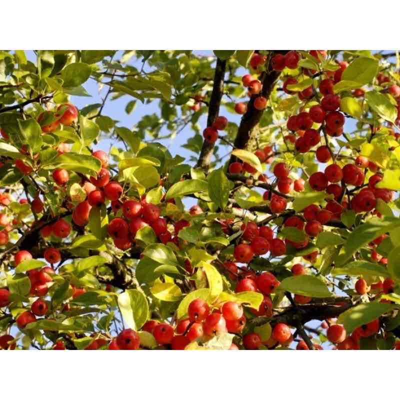 <p>Malus sylvestris </p>