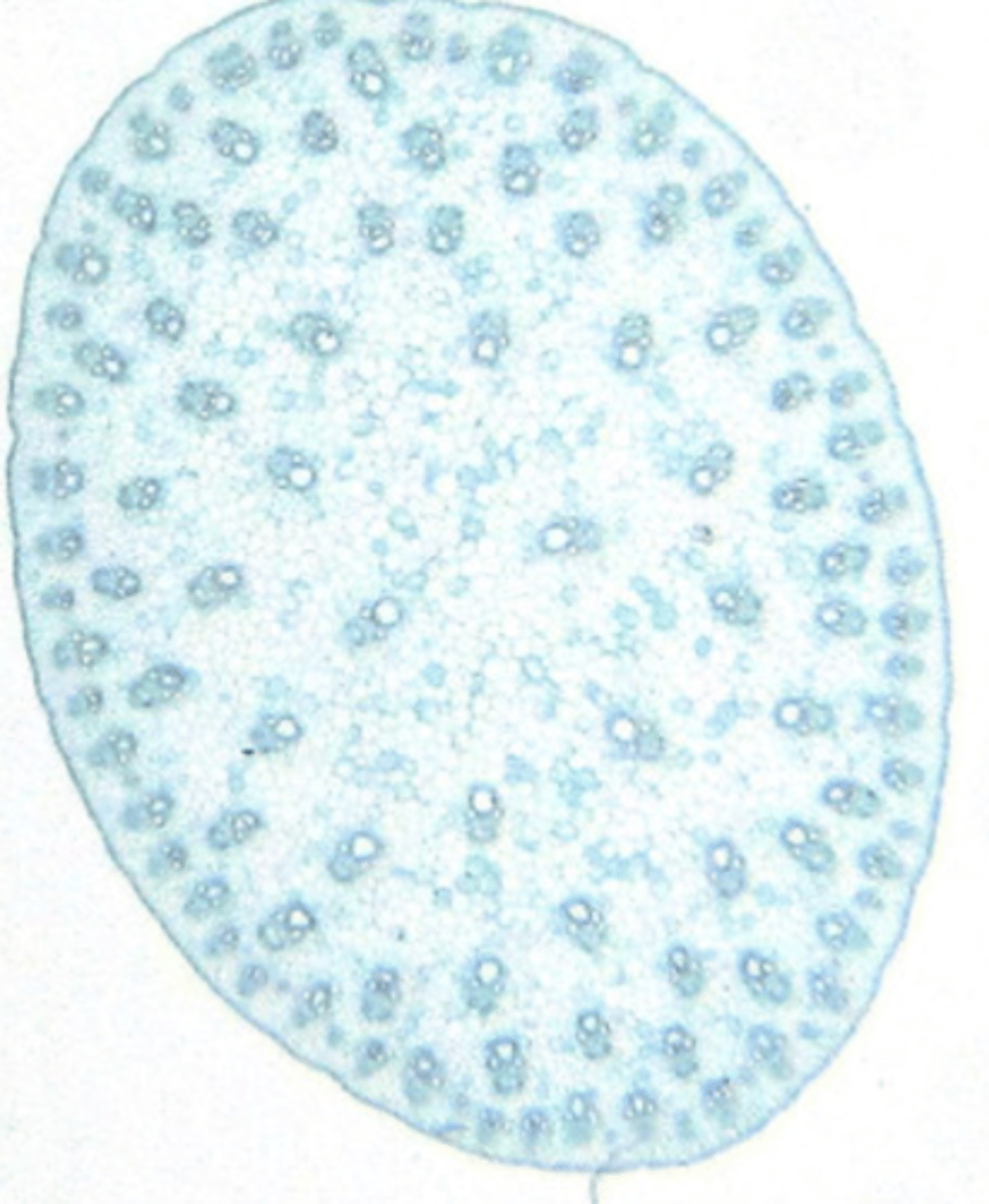 <p>- Stem contains a ring of vascular bundles, and then a spiral towards the centre.</p><p>- This represents the highest level of development of the vascular system in the stem.</p>