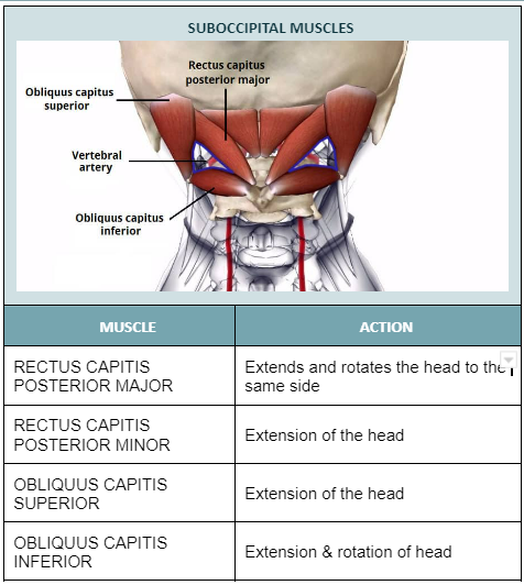 <p>Rectus capitis posterior major</p>