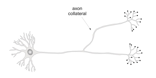 <p>An <strong>axon collateral</strong> is a branch of an axon that allows a neuron to send its signal to multiple target cells or regions. It helps in transmitting the action potential to different places, increasing the reach of the neuron’s output.</p>