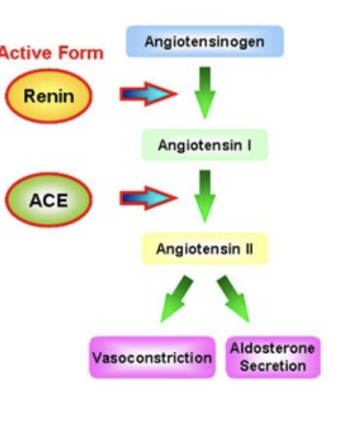 <p>-it is a potent vasoconstrictor and raises blood pressure by increasing systemic vascular resistance </p><p>-it stimulates the secretion of aldosterone which increases reabsorption of sodium ions and water by the kidneys -this reabsorption increases total blood volume which increases blood pressure </p>