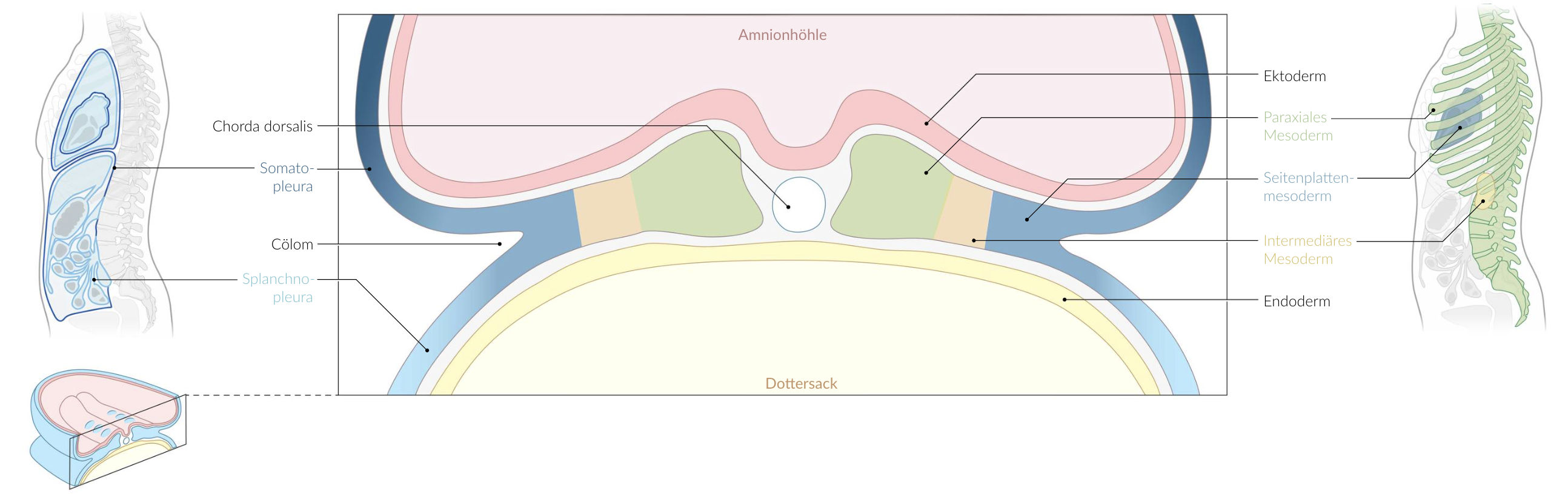 <p>E. Proximal tubule of the kidney</p>