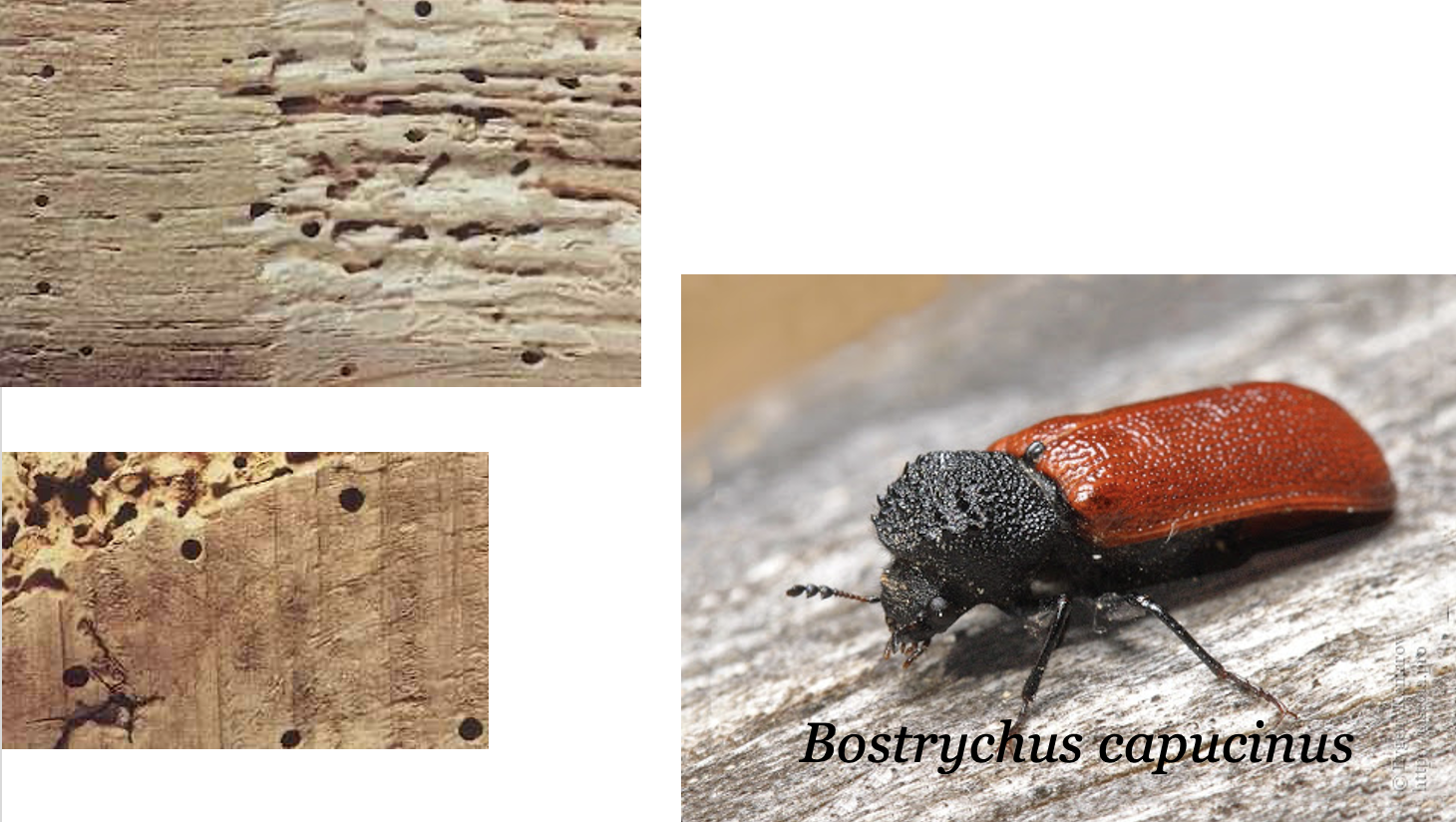 <p>Eggs are large (1mm), long and thin. Larvae are 7mm long, 2-3yr stage. Adults thorax covers head. Prefer freshly felled timber, MC>50% - DO NOT reinfect dry timber. Need higher sugar content (eggs in wood rays). Larger exit holes (2.5-7mm) than lyctids (0.8-2mm)</p>