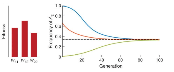 <p>Overdominance (heterozygotę advantage)</p>
