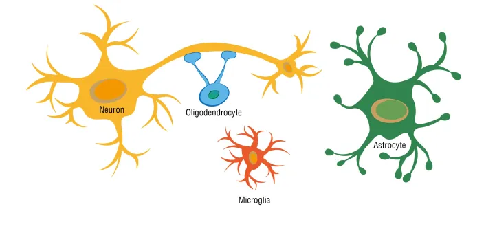 <p>a type of glial cell that removes debris/toxins in the brain</p><ul><li><p>“immune cells” of the brain</p></li><li><p>the “protectors” of the brain</p></li></ul>