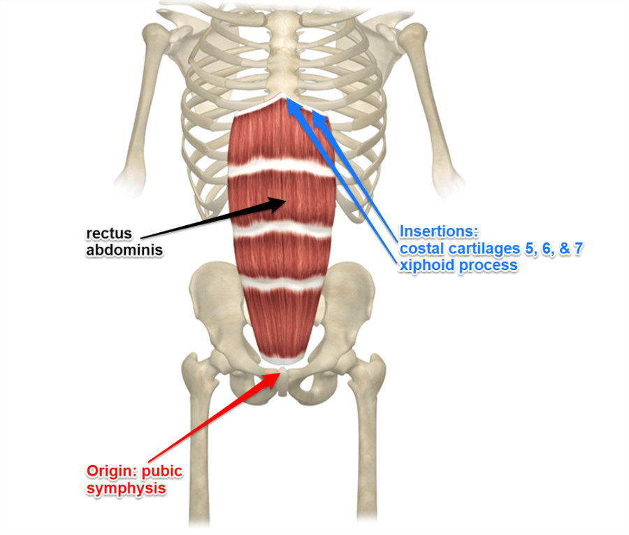 <p>Origin: pubic crest &amp; symphysis</p><p>Insertion: Xiphoid process; costal cartilages 5-7</p>