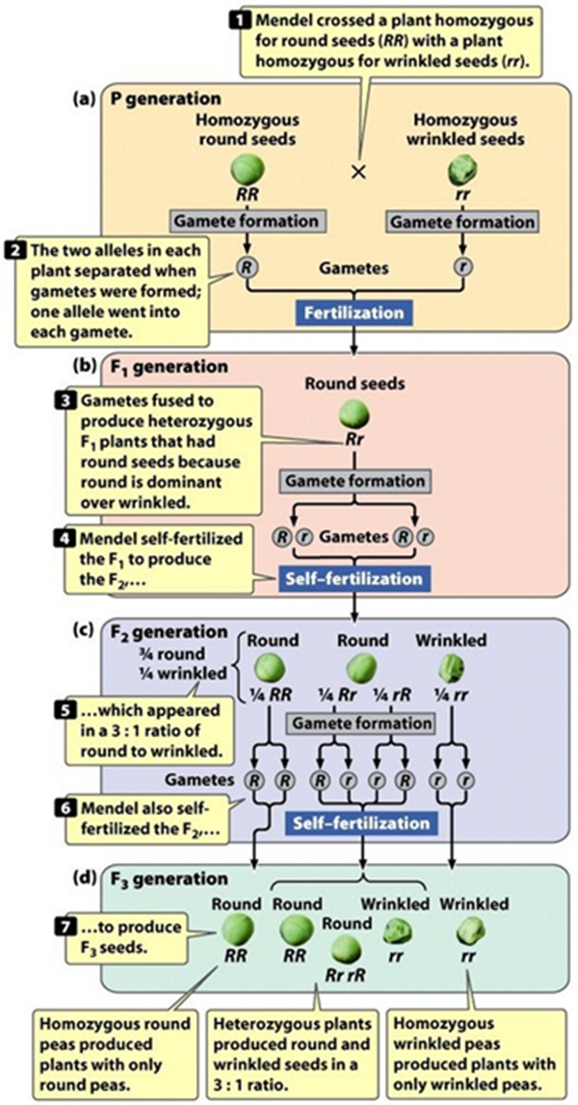 <p><span>Mendel crossed a plant homozygous for round seeds (RR) with a plant homozygous for wrinkled seeds (rr)</span></p><p><span>The two alleles in each plant separated when gametes were formed and one allele went into each gamete</span></p><p><span>Gametes used to produce heterozygous F<sub>1</sub> plants that had round seeds because round is dominant over wrinkled</span></p><p><span>Mendel self-fertilized the F<sub>1</sub> to produce the F<sub>2</sub> which appeared in a 3:1 ratio of round to wrinkled</span></p><p><span>Mendel also self-fertilized the F<sub>2</sub> to produce the F<sub>3</sub> seeds (Homozygous round peas produced plants with only round peas</span></p><p><span>Heterozygous plants produced round and wrinkled seeds in a 3:1 ratio;</span></p><p><span>Homozygous wrinkled peas produced plants with only wrinkled peas)</span></p>