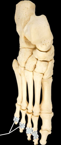 <p>Bones of the foot, superior view, right side</p>
