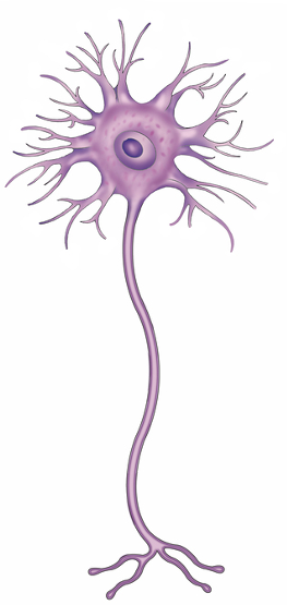 <p>what type of neuron is this and where is it found?</p>