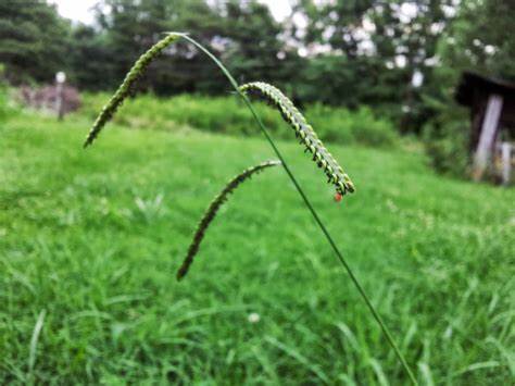 Dallis grass