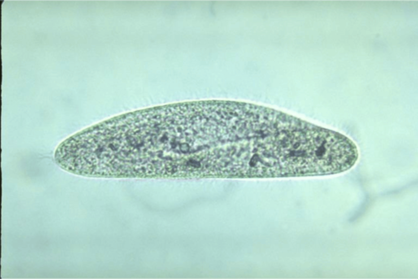 <p>Ciliated</p><p>Protozoa</p>