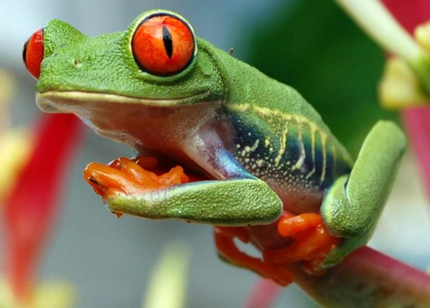 <p>frog</p>