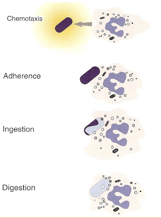 <ol><li><p><strong><u>Chemotaxis</u></strong> → migration to the offending agent via chemotactic gradient</p></li><li><p><strong><u>Adherence</u></strong> → mediated by cell surface receptors</p></li><li><p><strong><u>Ingestion</u></strong> → the macrophage engulfs the particle</p></li><li><p><strong><u>Digestion</u></strong> → breakdown of the particle effectively neutralized or kills the agent</p></li></ol><p></p>