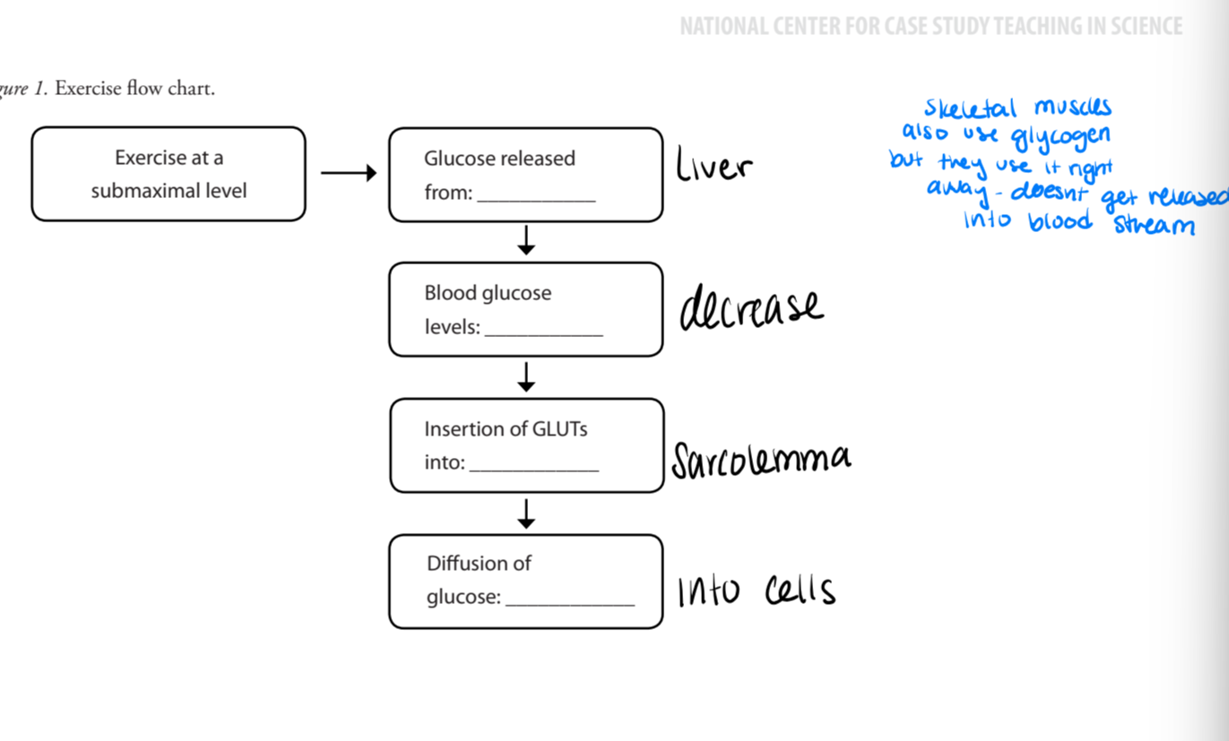 <ol><li><p>glucose released from liver</p></li><li><p>blood glucose levels decrease</p></li><li><p>insertion of GLUTs into sarcolemma</p></li><li><p>diffusion of glucose into cells</p></li></ol><p>Skeletal muscles also use glycogen but they use it right away so it doesn't get released into the bloodstream </p><p></p>