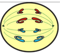 <ul><li><p>Centromeres split, allowing chromatids to separate</p></li><li><p>Chromatids are pulled to opposite poles of cell </p></li></ul><p></p>