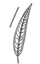 <p>Leaf Margin?</p>