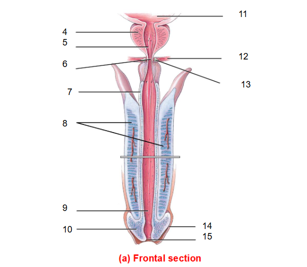 <p>10</p>