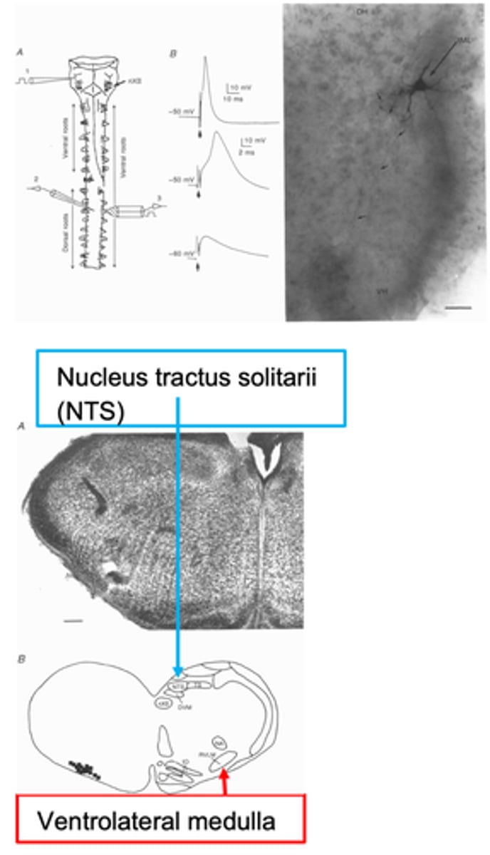 <p>What controls sympathetic preganglionic neurons?</p>
