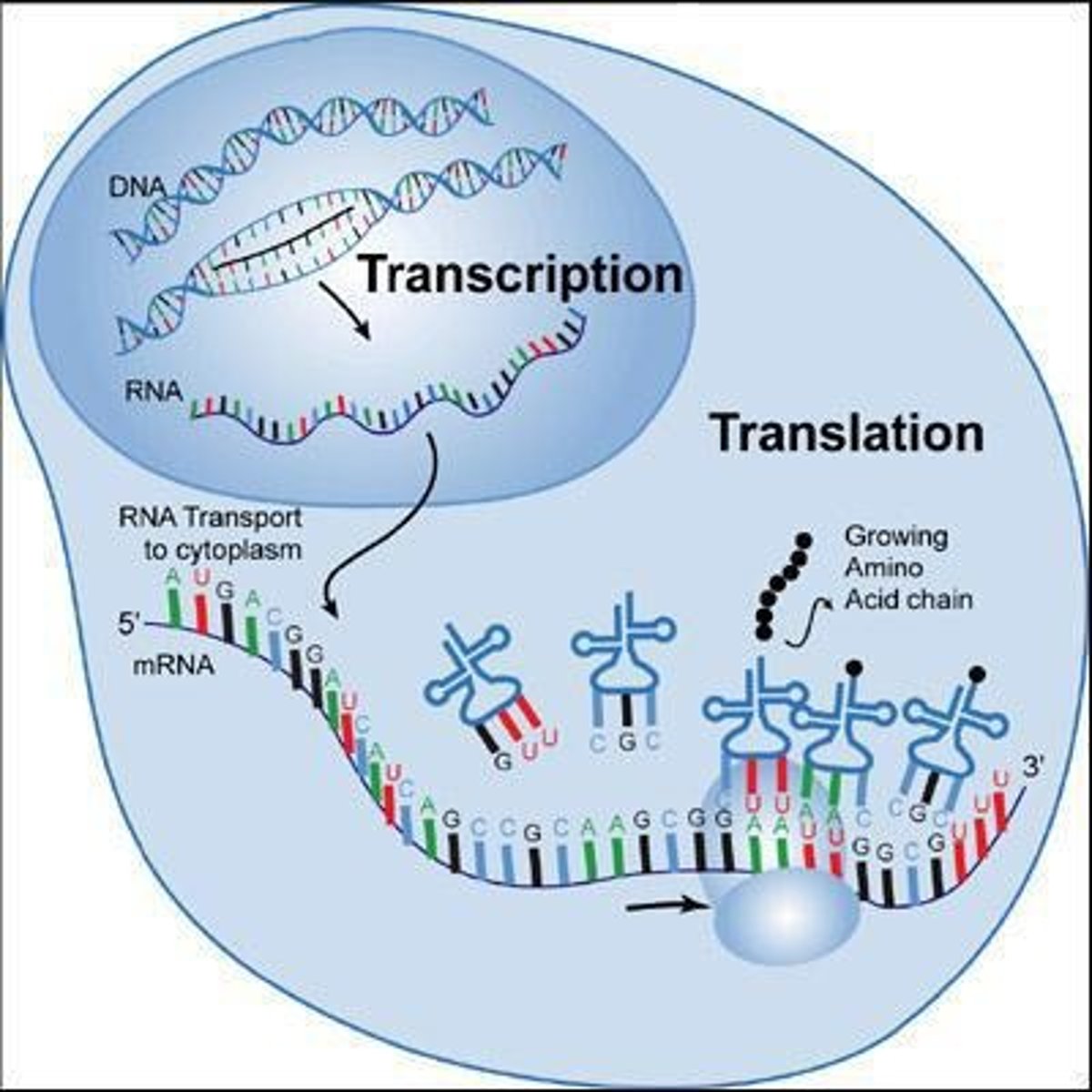<p>The process of making an RNA copy of a piece of DNA sequence.</p>