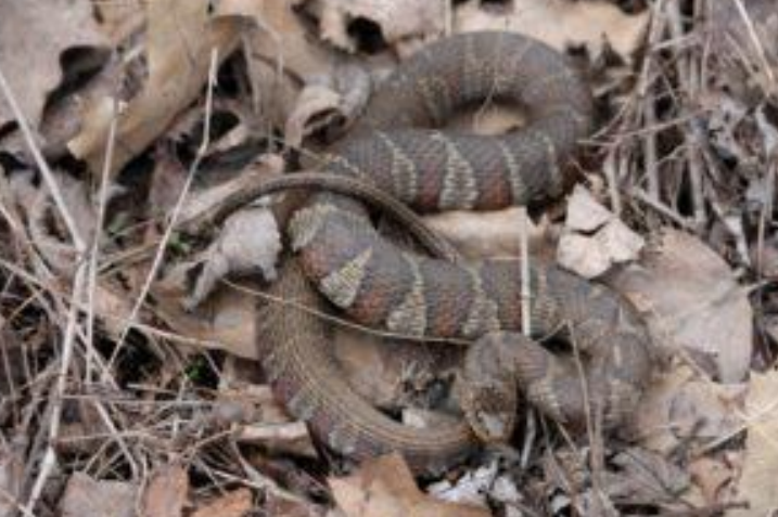 <p>Common watersnake</p>