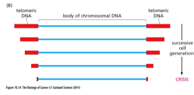 <p>In normal cells:</p><ul><li><p>telomeres shorten with each division because the replication machinery is ineffective at copying telomeric sequences</p></li><li><p>eventually, telomeres are too short to sustain proliferation</p></li><li><p>cells enter <strong>crisis → apoptosis</strong></p></li></ul><p></p>