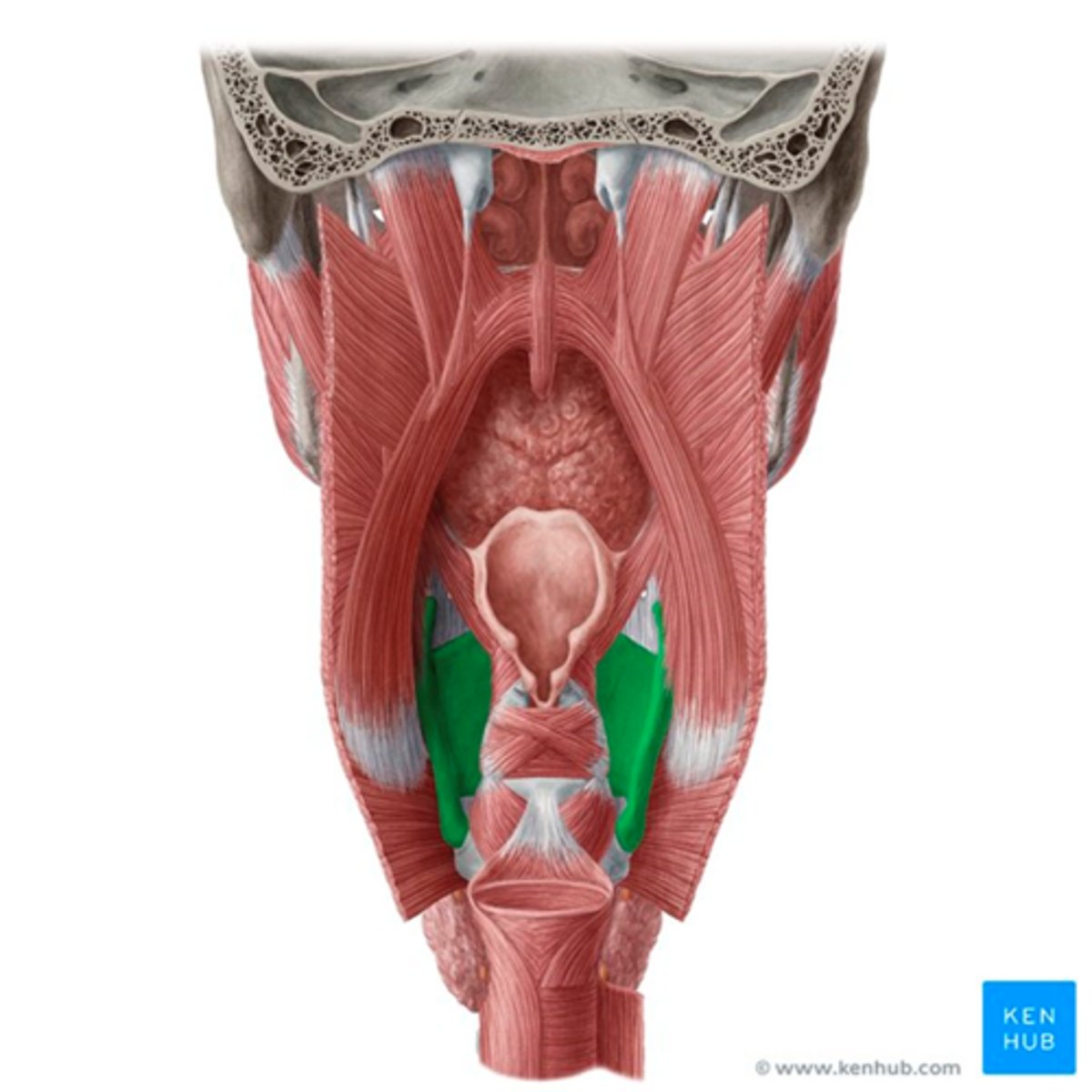 <p>•Point of Insertion-Median Raphe (pharyngeal raphe)</p><p>•Attachment-To the either side of the thyroid cartilage anteriorly</p><p>•These muscles form the walls of pyriform sinus</p><p>•End at the upper esophageal sphincter muscle</p>
