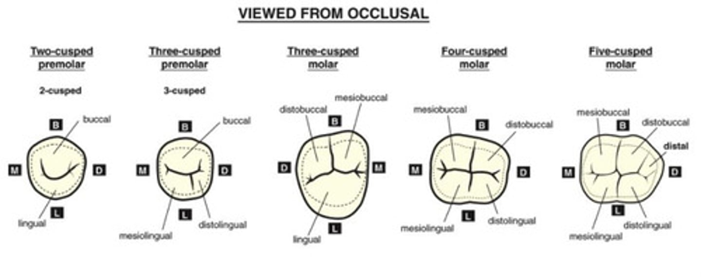 <p>pyramidal elevation with a peak = cusp tip</p><p>-found on molars, premolars, and canines</p><p>-named by their location on tooth</p>