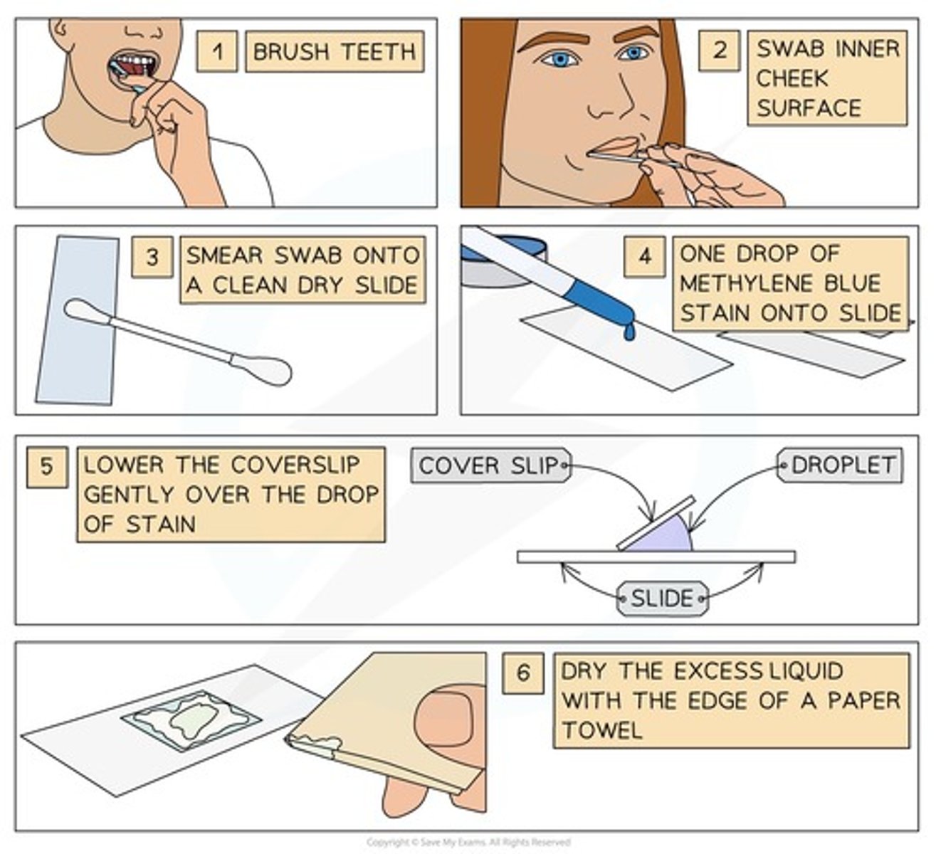 <p>1- Brush teeth thoroughly to remove any bacteria, so as not to obstruct the view of the cheek cells</p><p>2- Take a sterile cotton swab and gently scrape the inside cheek surface of the mouth for -10 seconds</p><p>3- smear the cotton swab on the centre of the microscope</p><p>4- Add a drop of methylene drop solution</p><p>5- This causes the nucleus and mitochondria to appear darker than their surroundings</p><p>6- Place a coverslip on top</p><p>7- Lay the coverslip down at one edge from a 45-degree angle and then gently lower the other edge until it is flat to remove gas bubbles</p>
