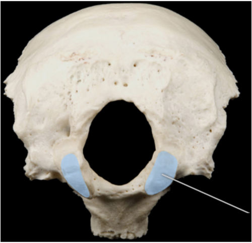 A protuberance on the occipital bone. It serves to articulate the skull to the axis