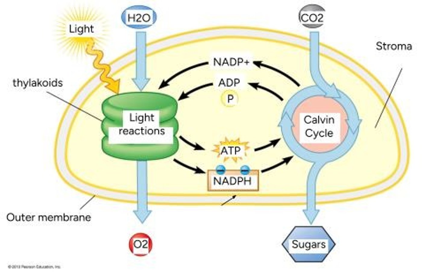 <p>1. Light Reactions (requires light), 2. Calvin Cycle (synthesizes sugars, no light required).</p>