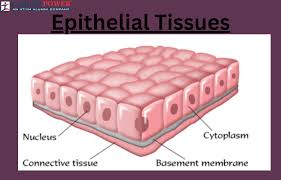 <p>Epithelial Tissue</p>