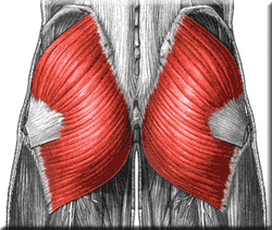 <p>Functions: extends hip, abducts thigh; steadies pelvis during walking and flex knee and extend hip</p><p>insertions: proximal femur</p><p>origin: sacrum and ilium</p>