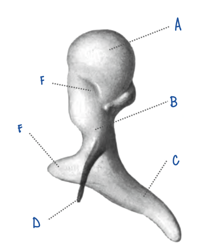 <p>What part of the Malleus is labeled B?</p>