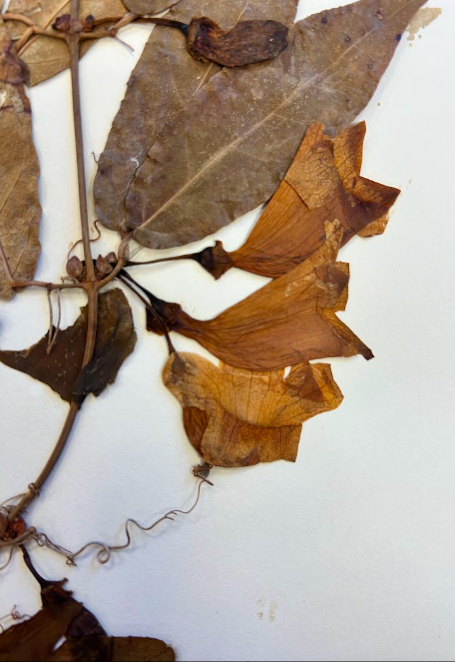 <p>Bignoniaceae</p><p><em>Bignonia</em></p>