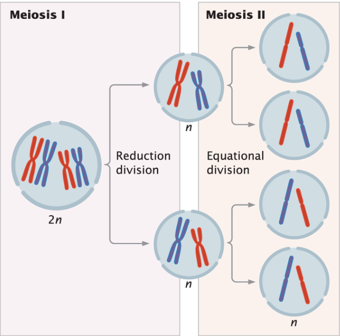 <p>meiosis</p>
