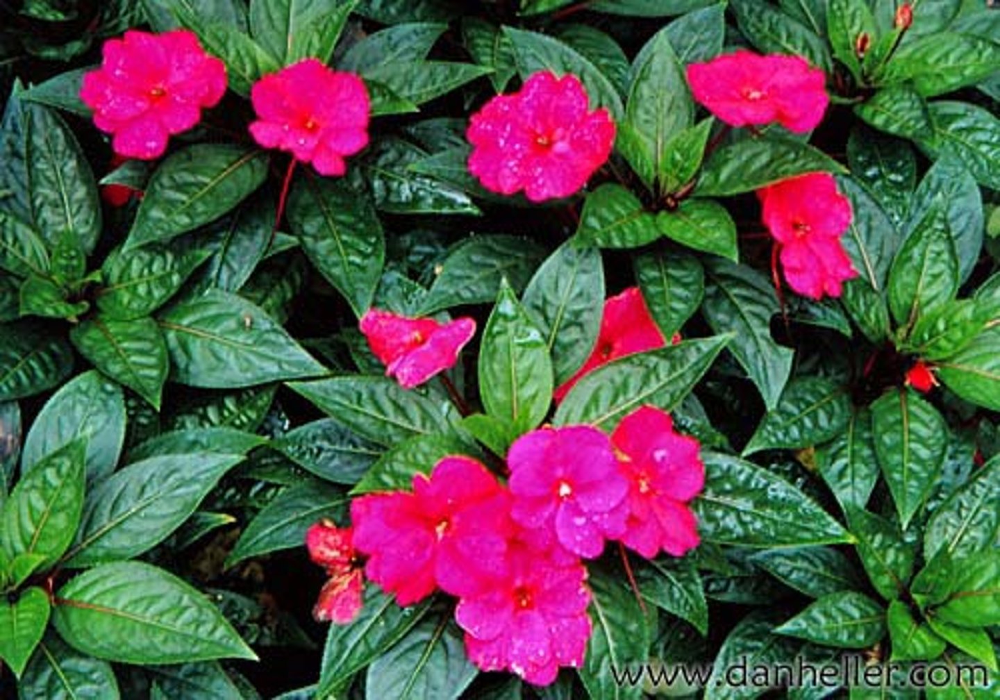 <p>Impatiens sp.</p>