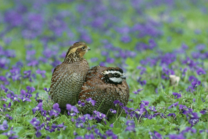 <p>Quail</p>