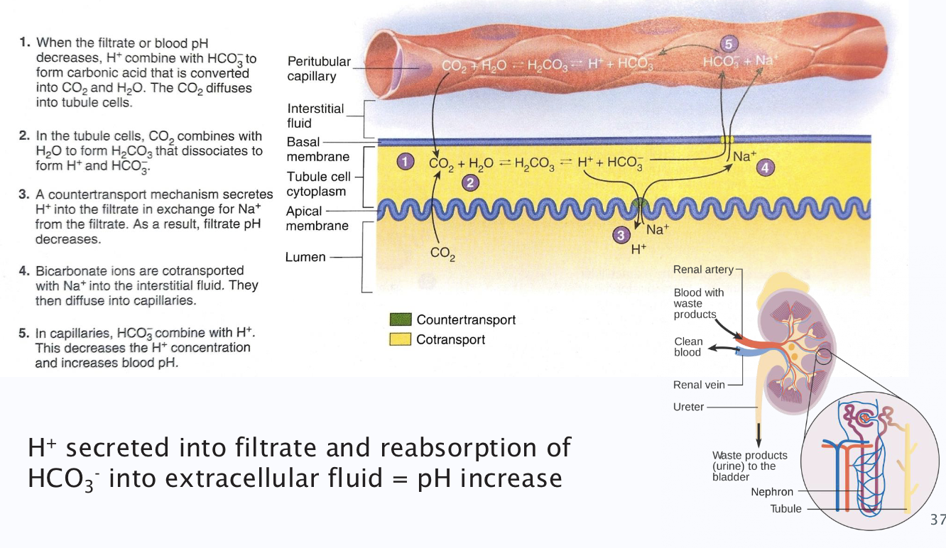 <p>(dont need to learn the diagram, only that there are active transport molecules being used) </p>