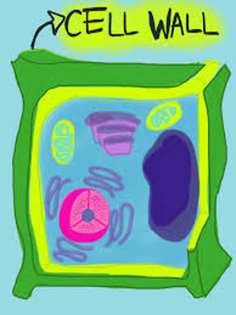 <p>A structural layer surrounding a cell just outside the cell membrane. It can be tough, flexible, and sometimes rigid. PLANT CELLS ONLY</p>
