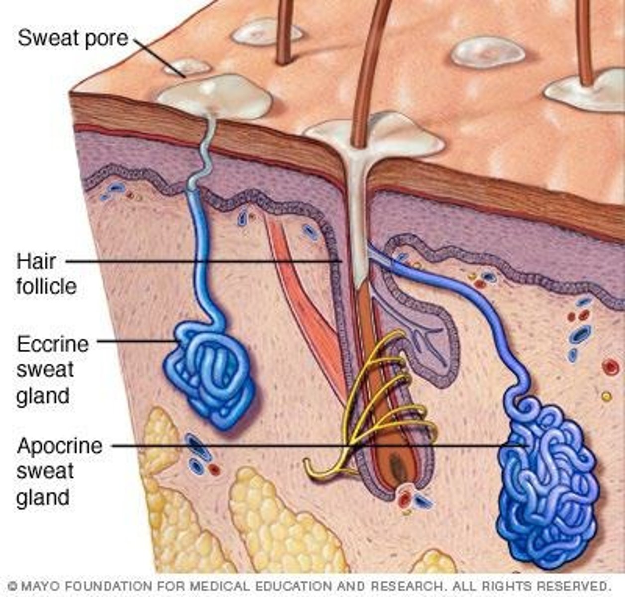 <p>Simple tubular glands secreting watery fluid for thermoregulation. Secretory regions stain lighter pink than ducts. Stratified-simple cuboidal.</p>